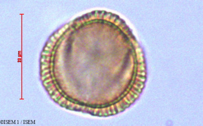 Draba hallii - lame n° 29069